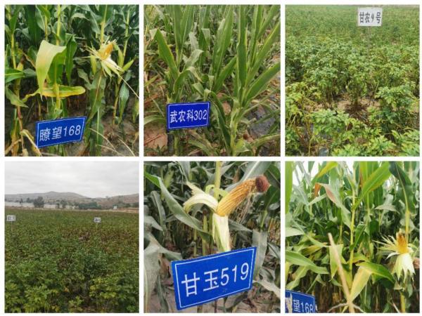 通渭縣種子服務(wù)站引領(lǐng)種業(yè)創(chuàng)新，新品種試驗(yàn)示范觀摩活動促農(nóng)增收