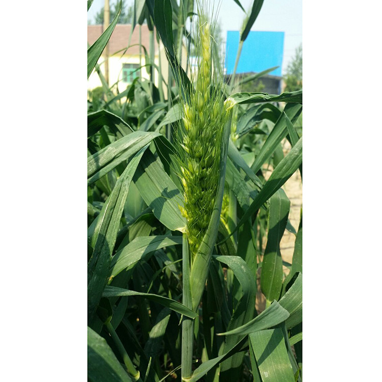 綠野新希望 樂陵弭科有機(jī)彩色小麥的培育與價值