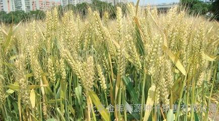 農(nóng)作物種子輪選518小麥種子 購買渠道與市場價格指南